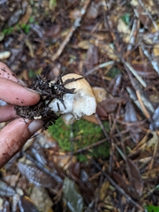 Lactarius subvillosus