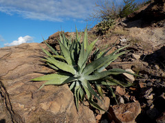 Agave sobria