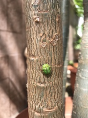 Eurypepla brevilineata