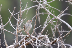 Cisticola aberrans