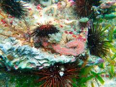 Hermodice carunculata