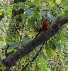 Cardinalis cardinalis