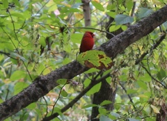 Cardinalis cardinalis