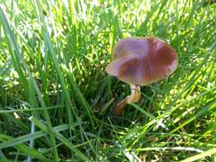 Psilocybe stuntzii