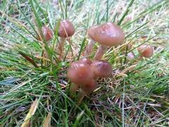 Psilocybe stuntzii