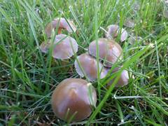 Psilocybe stuntzii