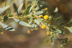 Acacia bivenosa