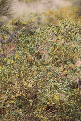 Acacia bivenosa