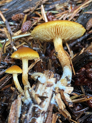 Gymnopilus rufescens