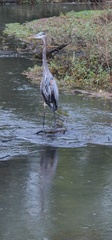 Ardea herodias