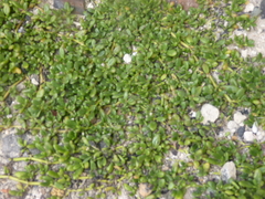 Sesuvium ayresii