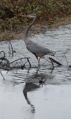 Ardea herodias