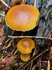 Gymnopilus rufescens