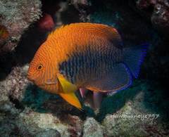 Centropyge potteri