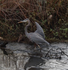 Ardea herodias