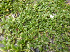 Sesuvium ayresii