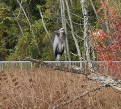 Ardea herodias