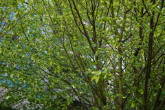 Davidia involucrata