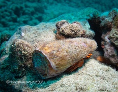 Ciliopagurus strigatus