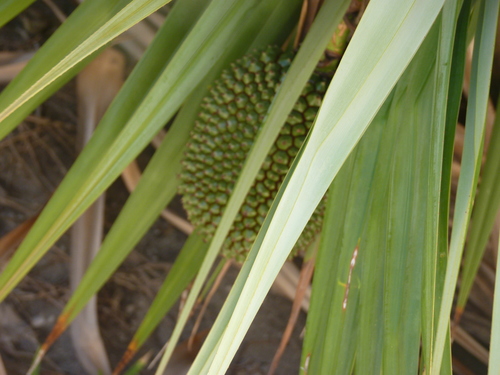 Pandanus vandermeeschii, photograph 4