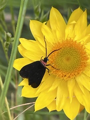 Pollanisus subdolosa