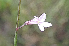 Lobelia patula