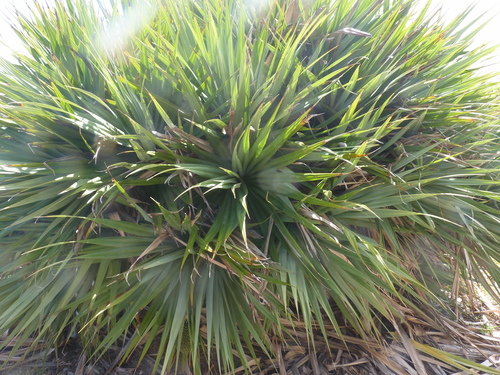 Pandanus vandermeeschii, photograph 5