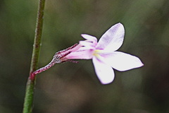 Lobelia patula