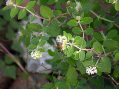 Palpada vinetorum