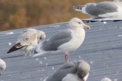 Larus glaucescens