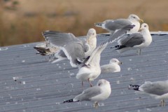 Larus glaucescens × occidentalis