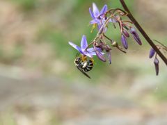 Lipotriches australica