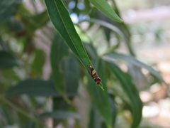 Epithymema helias