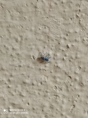 Menemerus bivittatus