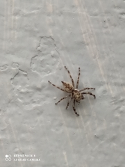 Menemerus bivittatus