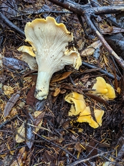 Cantharellus cascadensis