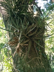 Tillandsia didisticha