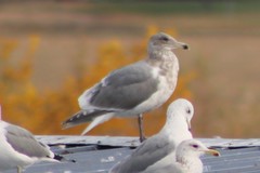 Larus glaucescens × occidentalis