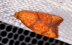 Pycnozancla acribes