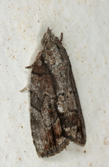 Etanna clopaea