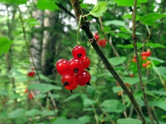 Ribes atropurpureum