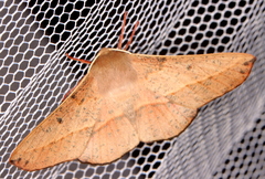 Antictenia punctunculus