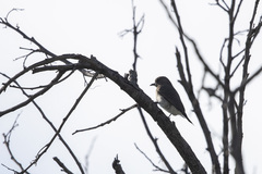 Prodotiscus regulus