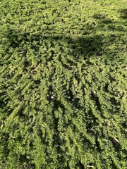 Myoporum parvifolium
