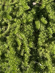Myoporum parvifolium