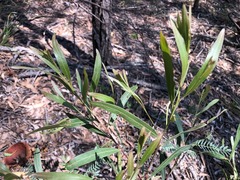 Acacia neriifolia