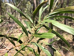 Acacia neriifolia