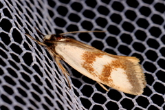 Antipterna trilicella