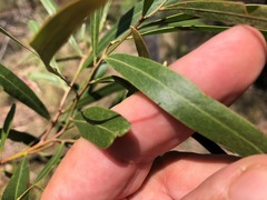 Acacia neriifolia