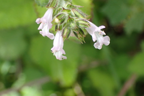 Salvia aurita, photograph 3
